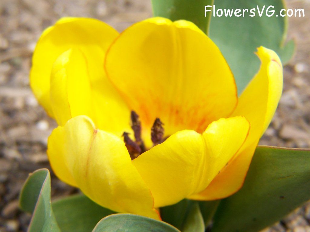 tulip flower Photo abflowers2341.jpg