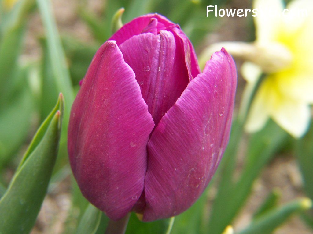 tulip flower Photo abflowers2349.jpg
