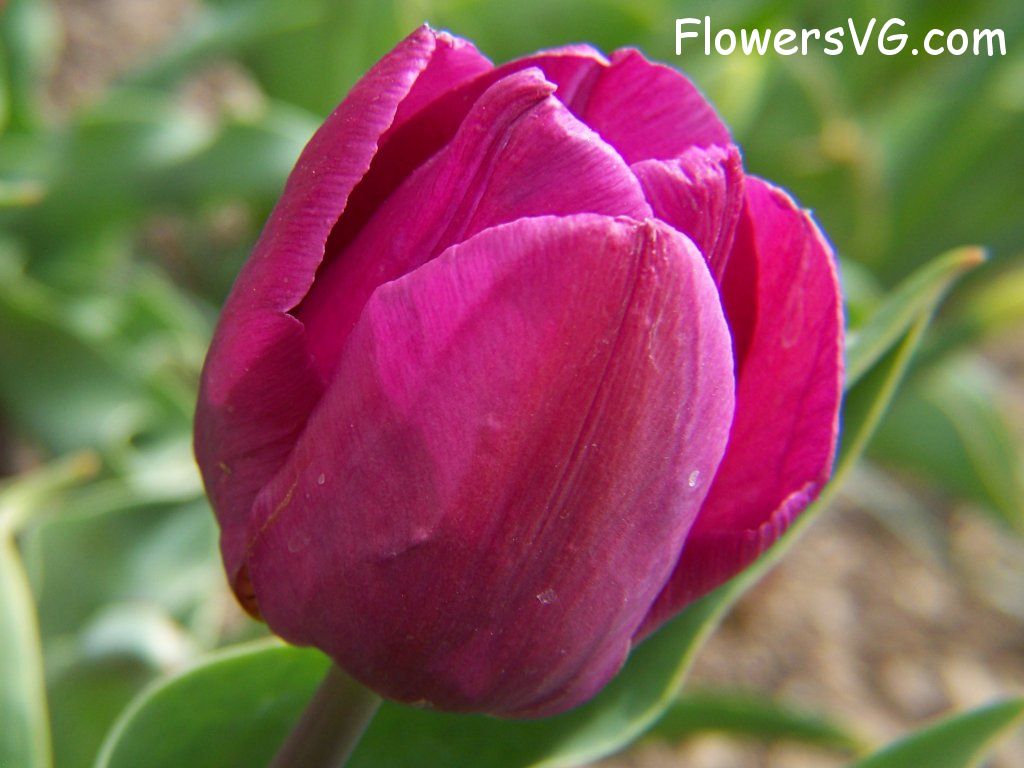 tulip flower Photo abflowers2351.jpg