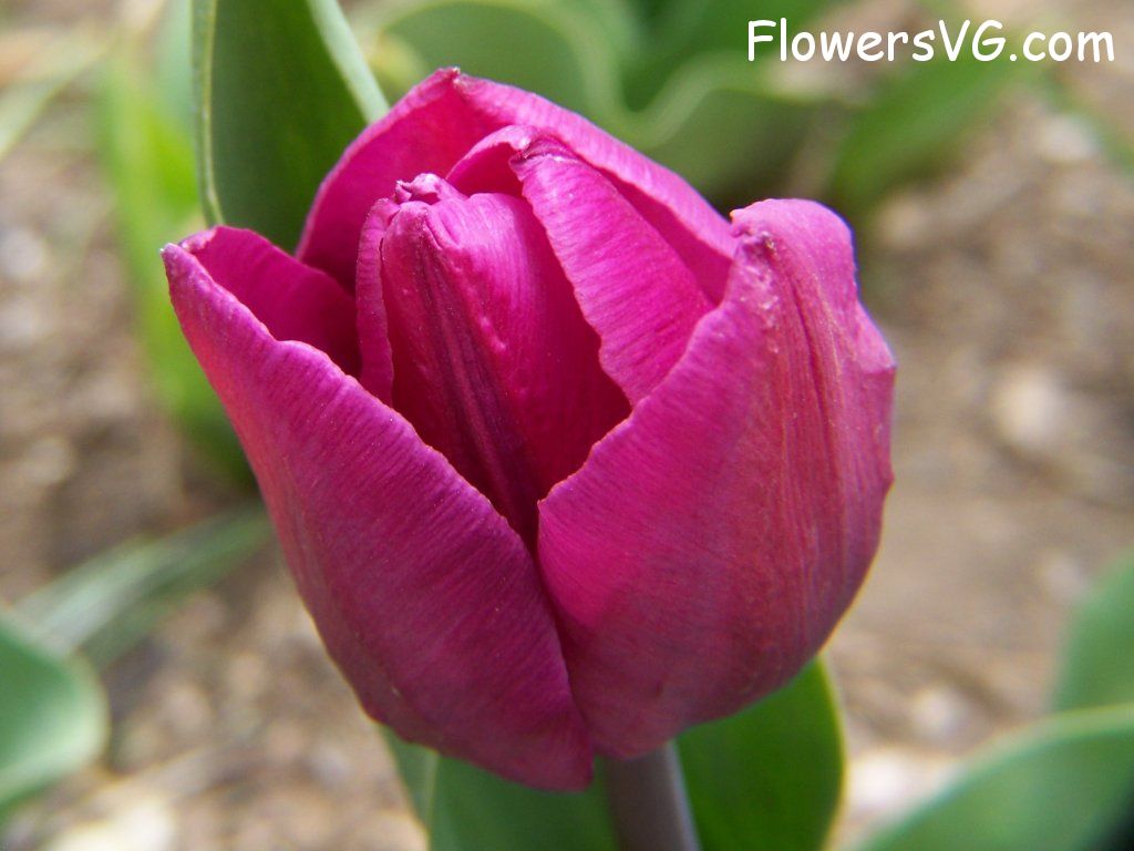 tulip flower Photo abflowers2353.jpg