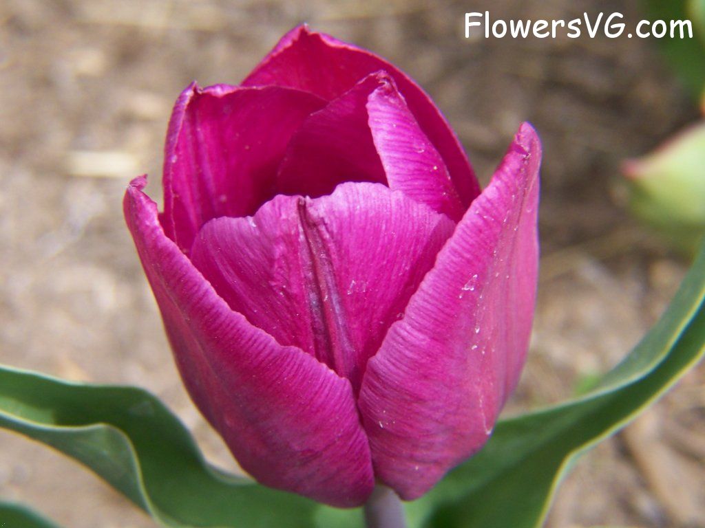 tulip flower Photo abflowers2355.jpg