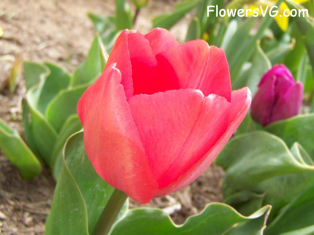 tulip flower Photo abflowers2356.jpg