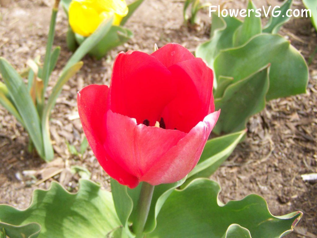 tulip flower Photo abflowers2357.jpg