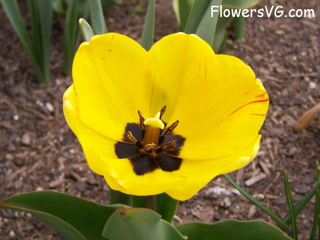 tulip flower Photo abflowers2388.jpg