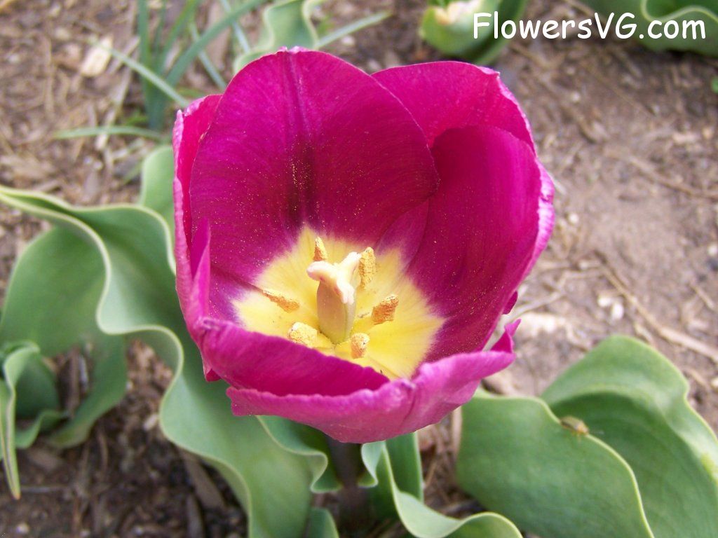 tulip flower Photo abflowers2391.jpg