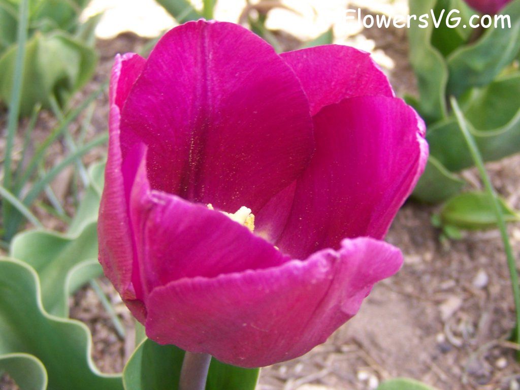 tulip flower Photo abflowers2392.jpg