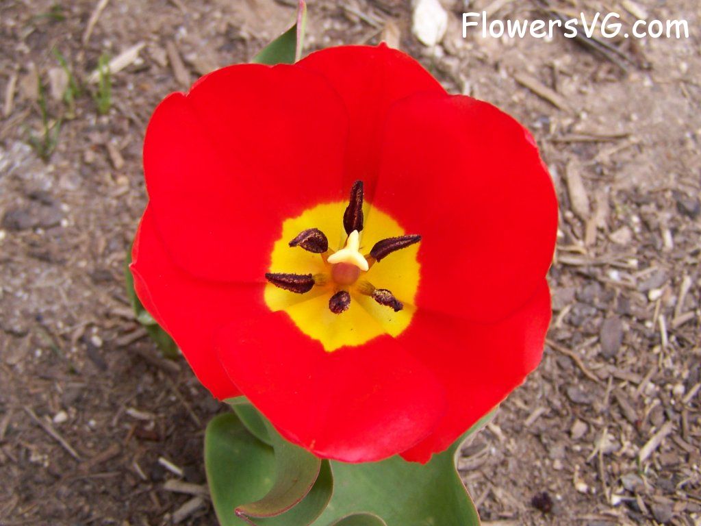 tulip flower Photo abflowers2397.jpg