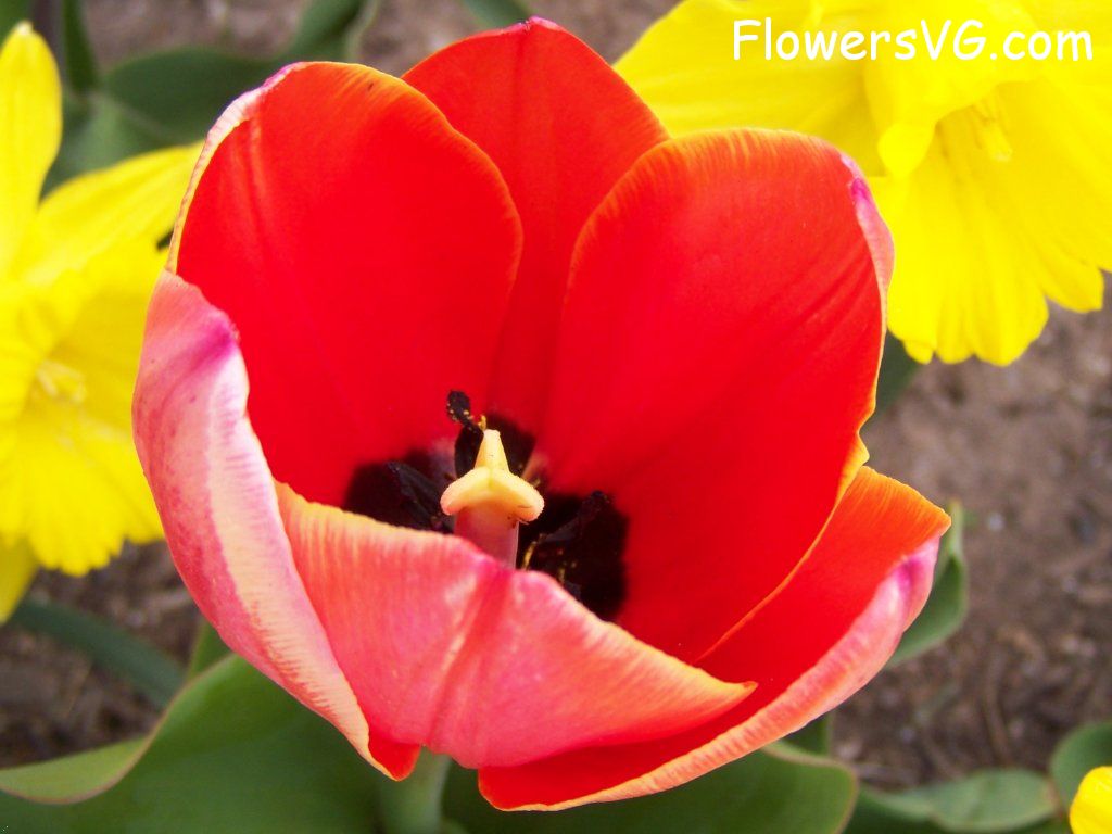 tulip flower Photo abflowers2398.jpg