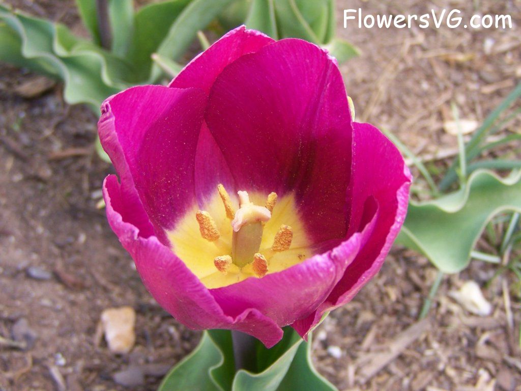 tulip flower Photo abflowers2399.jpg