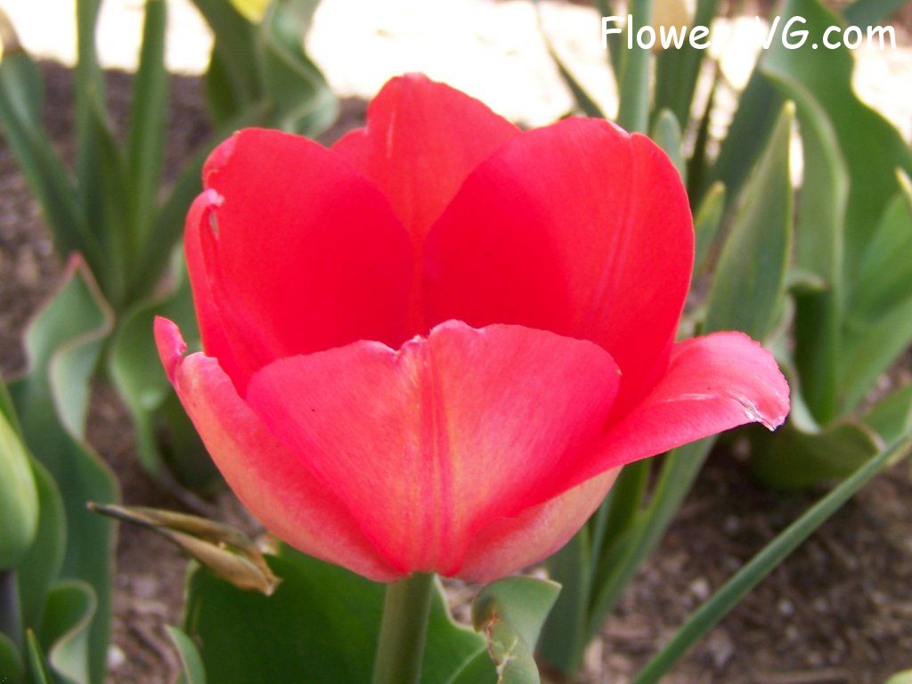 tulip flower Photo abflowers2406.jpg