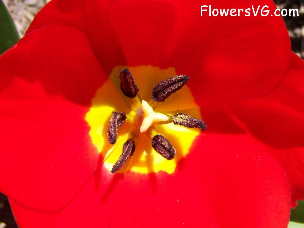tulip flower Photo abflowers2407.jpg