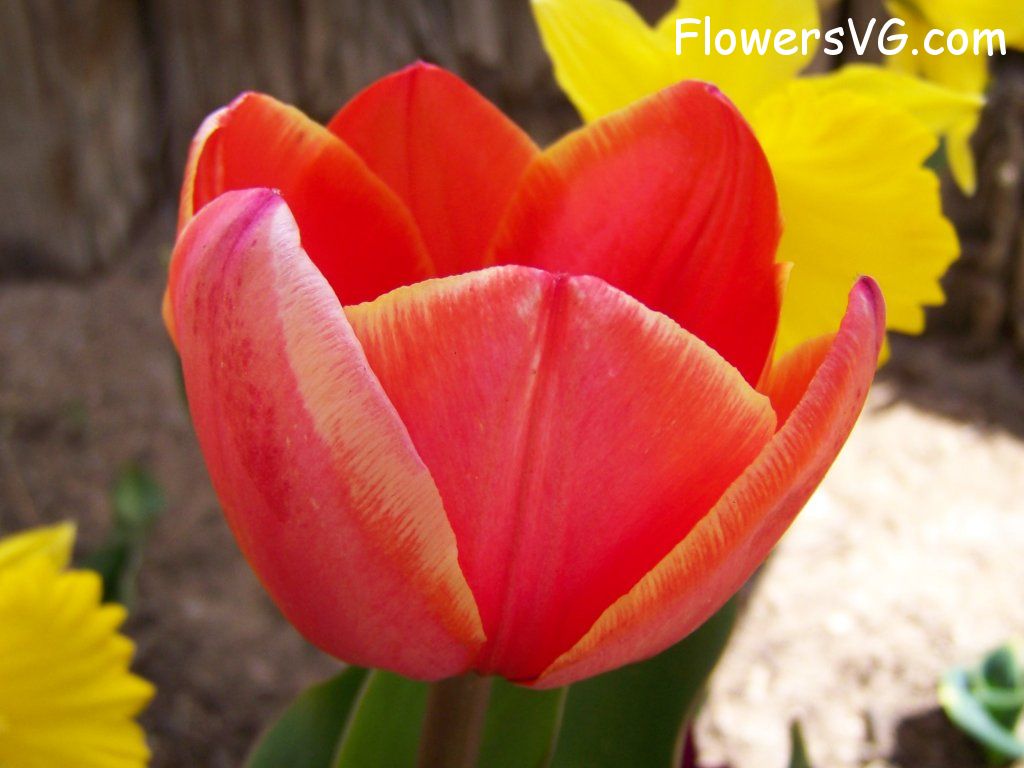 tulip flower Photo abflowers2409.jpg
