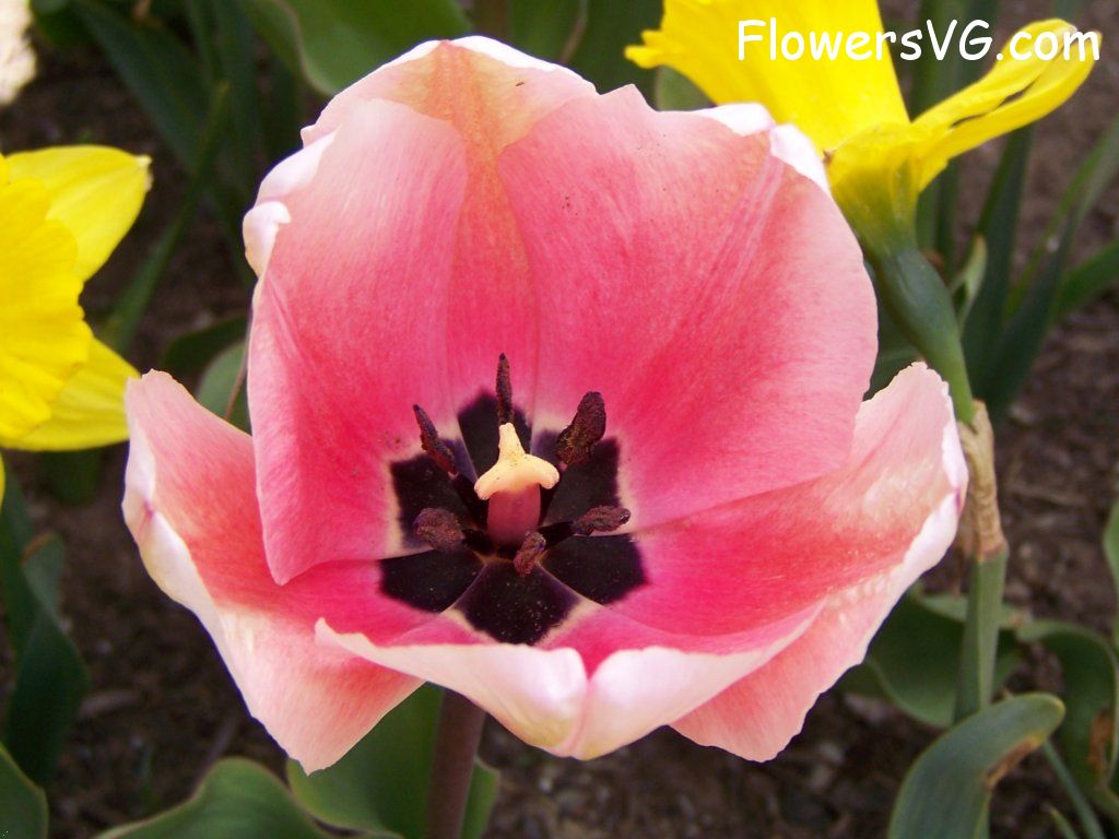 tulip flower Photo abflowers2411.jpg