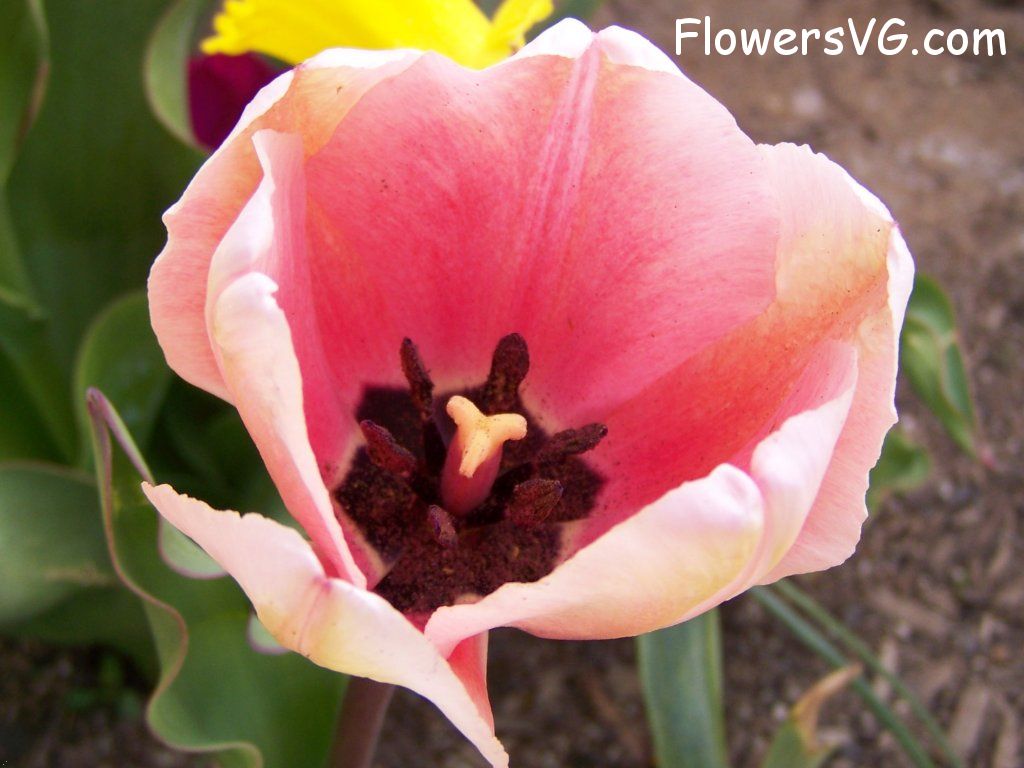 tulip flower Photo abflowers2412.jpg