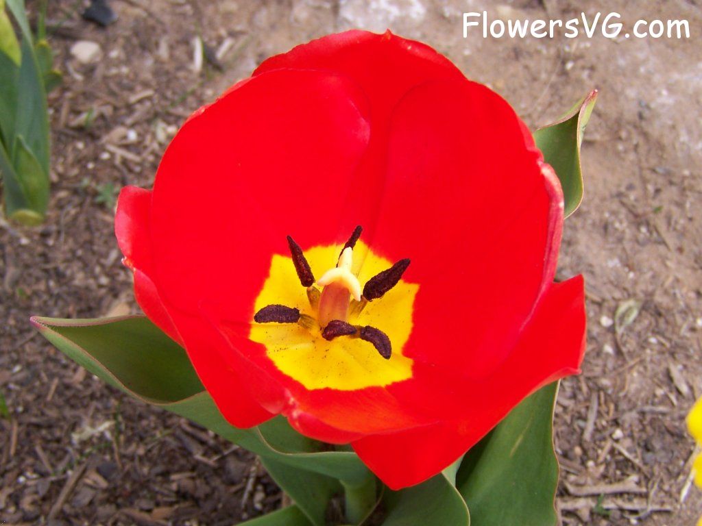 tulip flower Photo abflowers2413.jpg