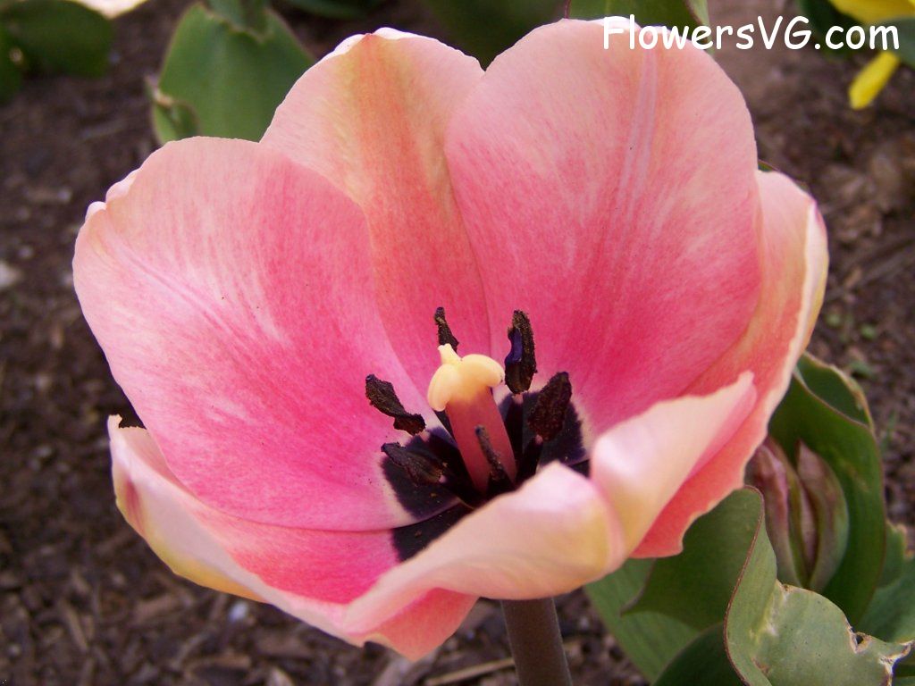 tulip flower Photo abflowers2415.jpg