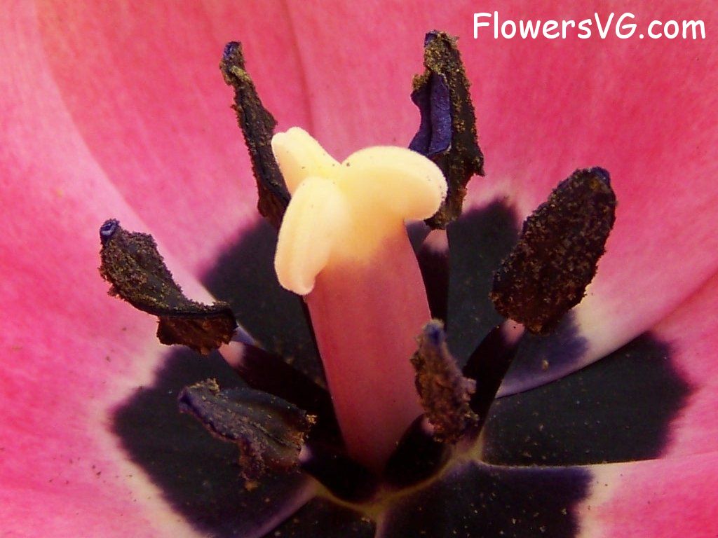 tulip flower Photo abflowers2416.jpg