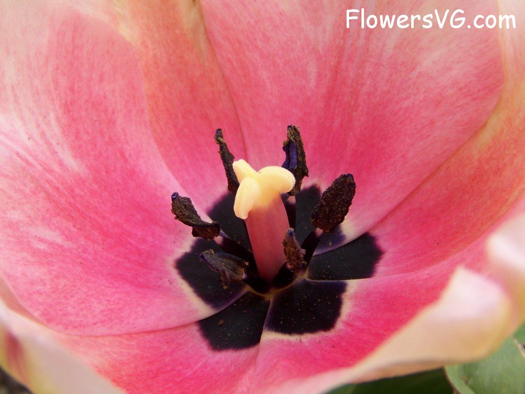 tulip flower Photo abflowers2417.jpg
