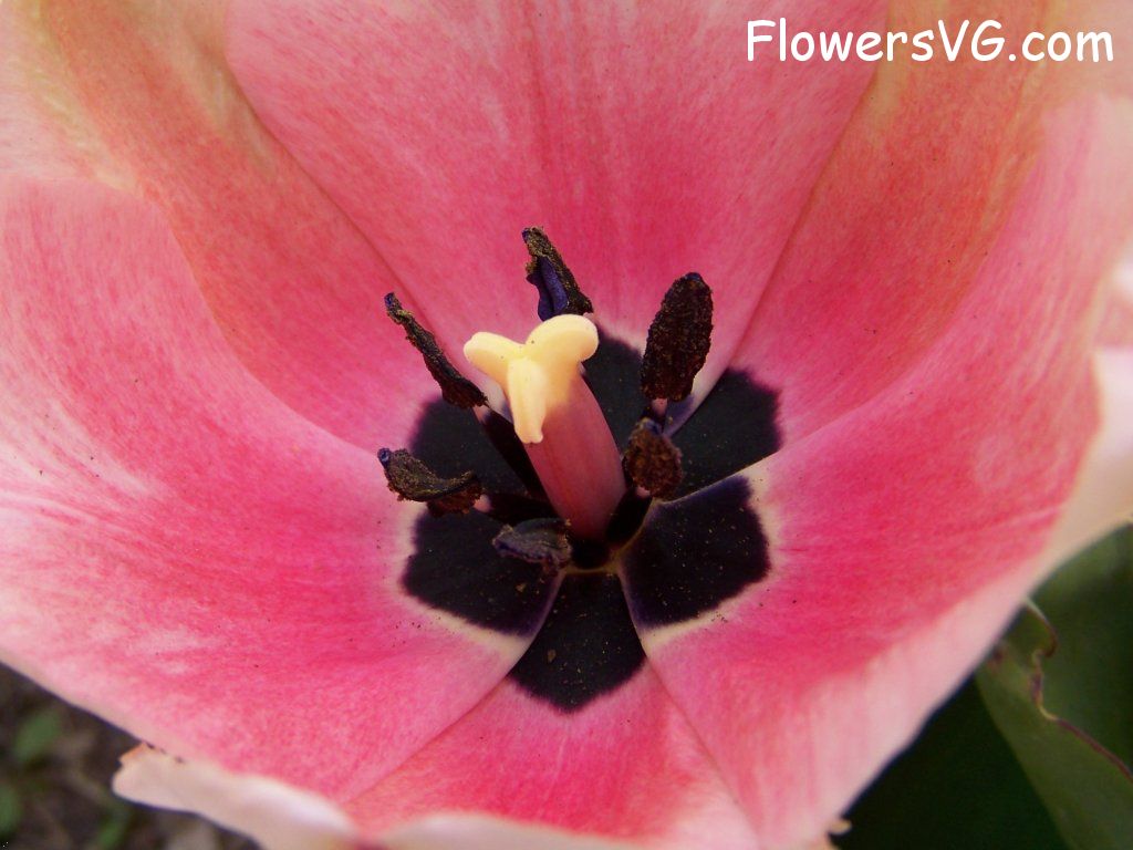 tulip flower Photo abflowers2418.jpg