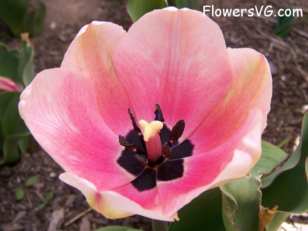 tulip flower Photo abflowers2421.jpg
