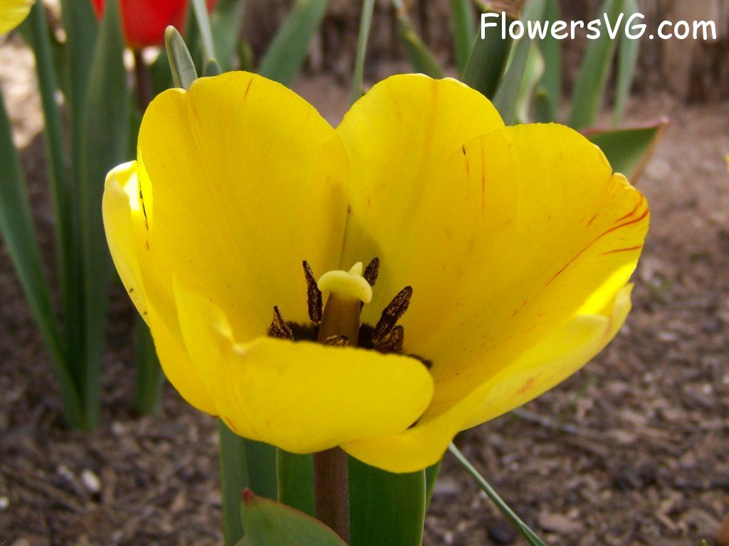 tulip flower Photo abflowers2428.jpg