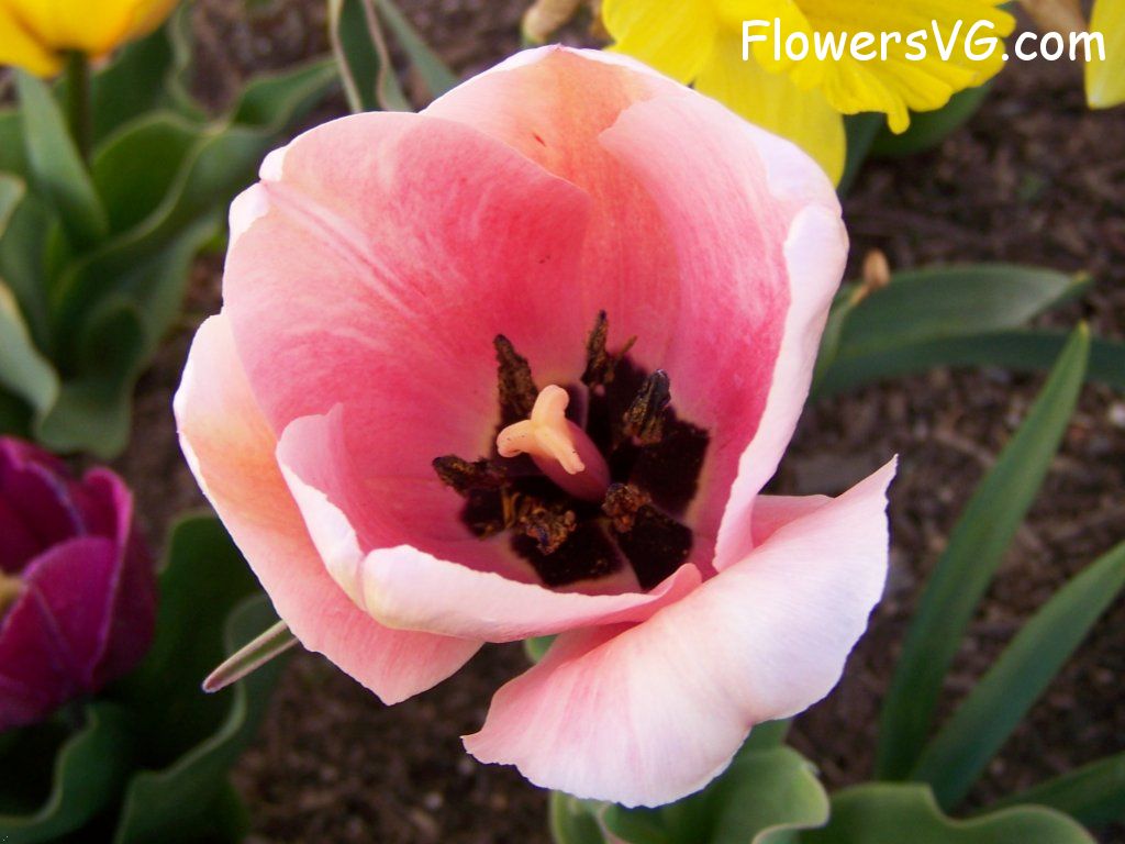 tulip flower Photo abflowers2441.jpg
