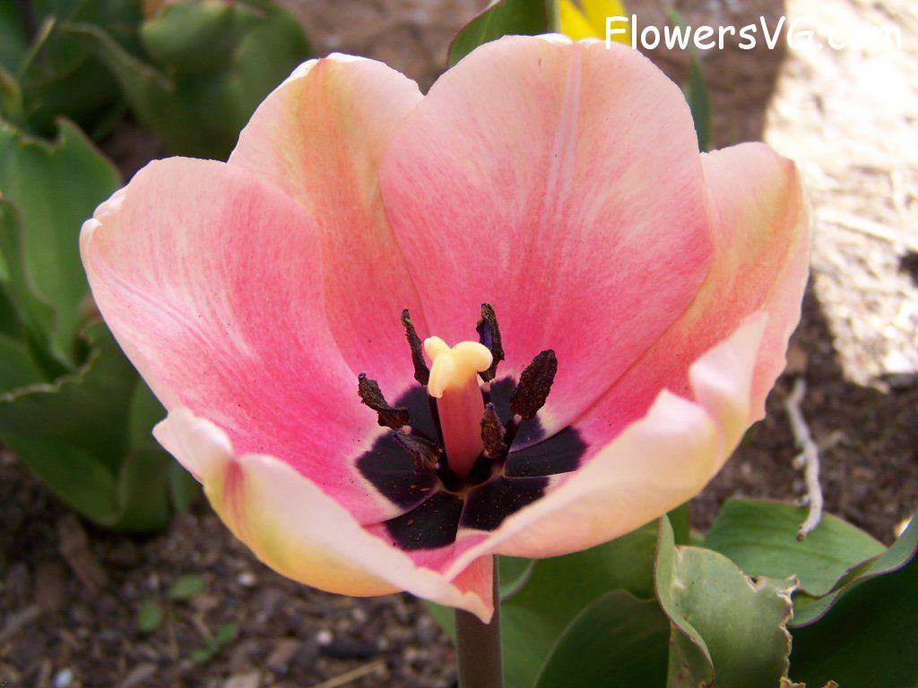 tulip flower Photo abflowers2445.jpg