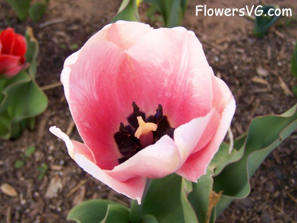 tulip flower Photo abflowers2446.jpg