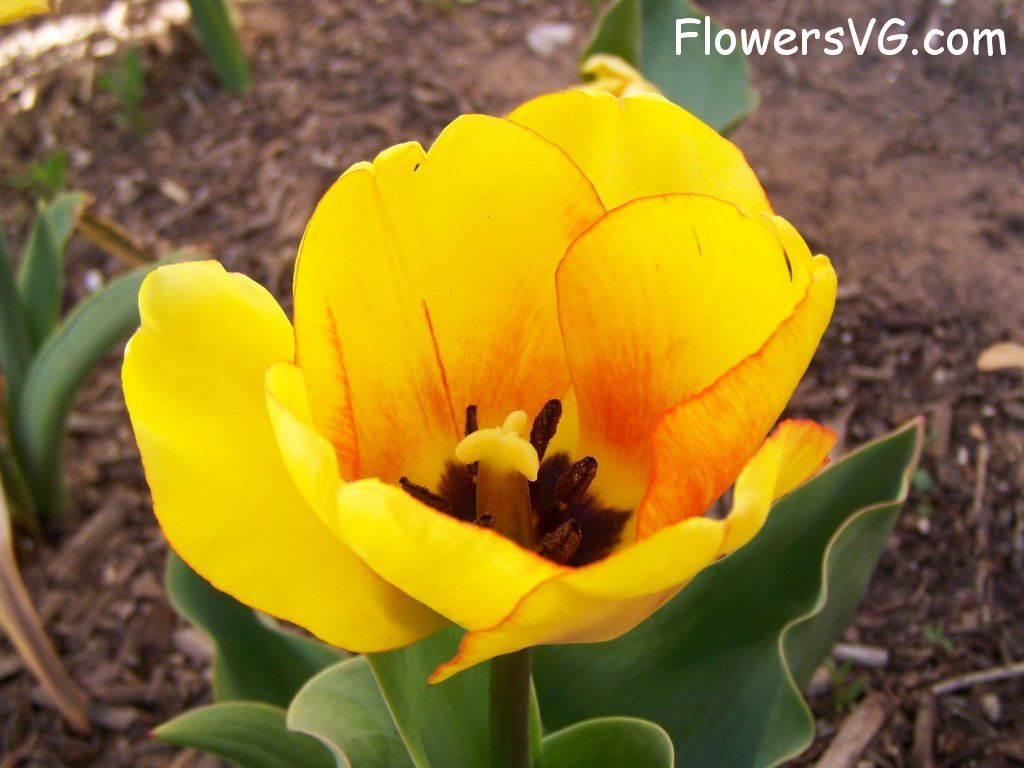 tulip flower Photo abflowers2447.jpg