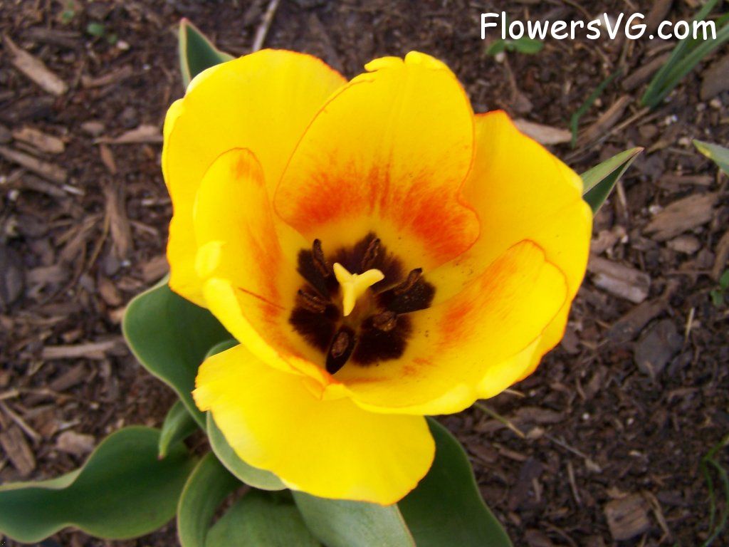 tulip flower Photo abflowers2449.jpg