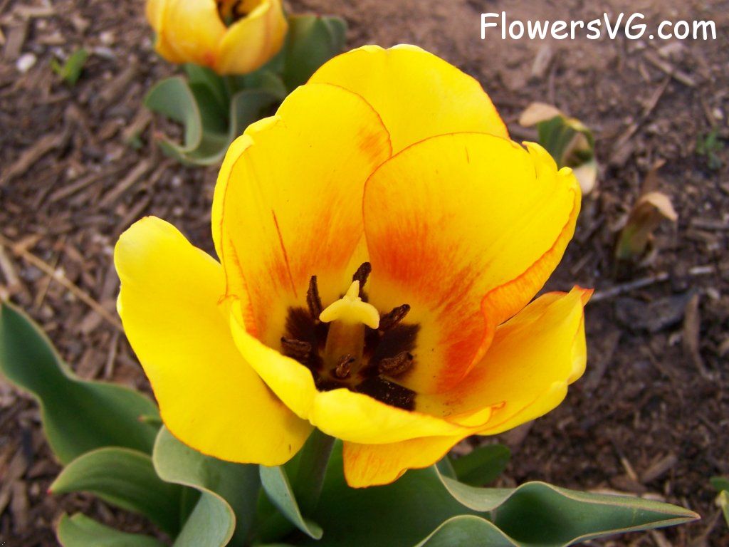 tulip flower Photo abflowers2452.jpg