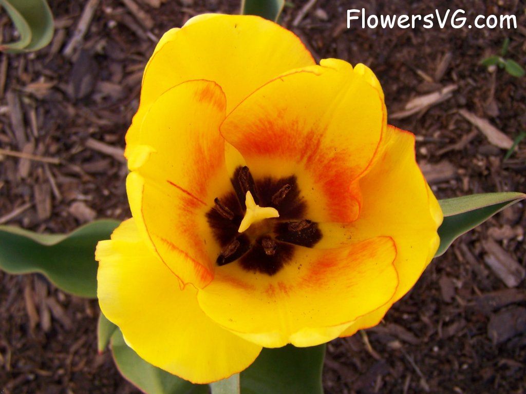 tulip flower Photo abflowers2453.jpg