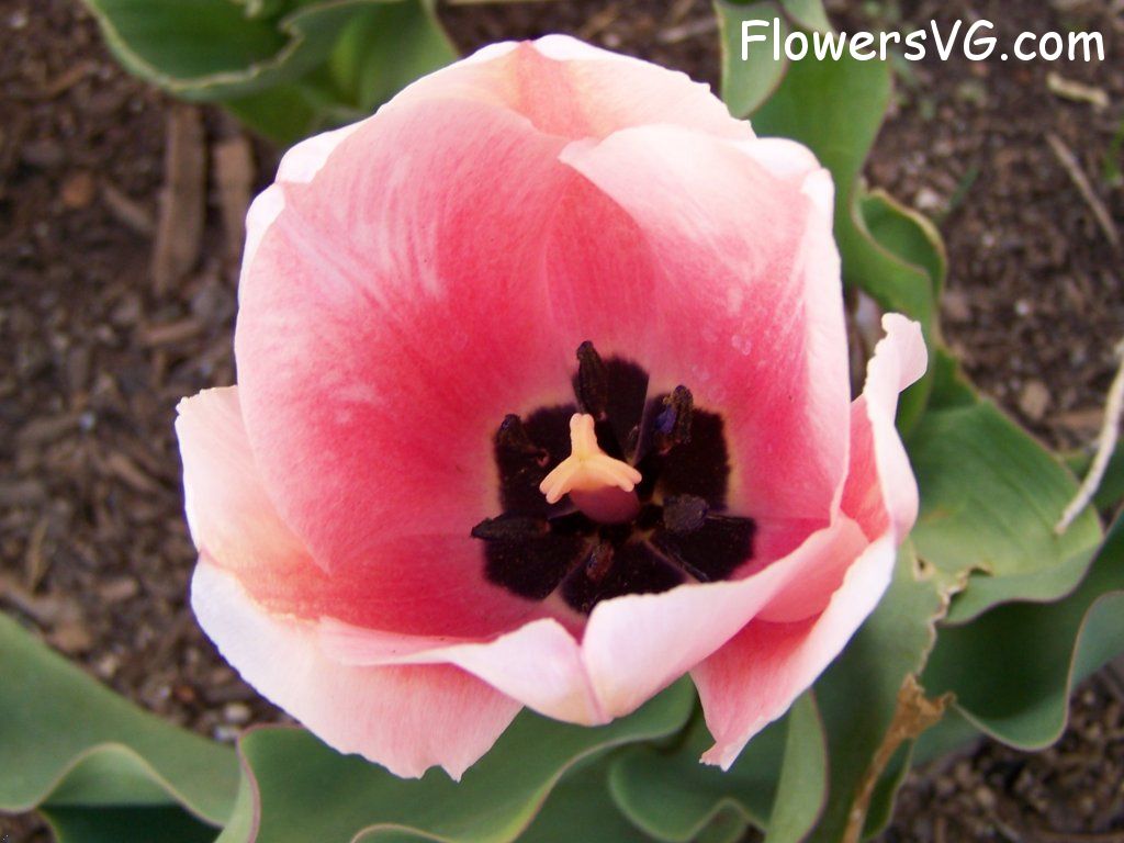 tulip flower Photo abflowers2460.jpg