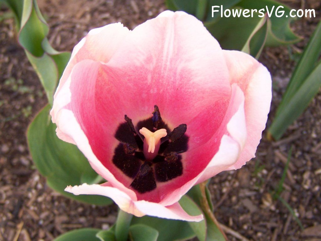 tulip flower Photo abflowers2461.jpg