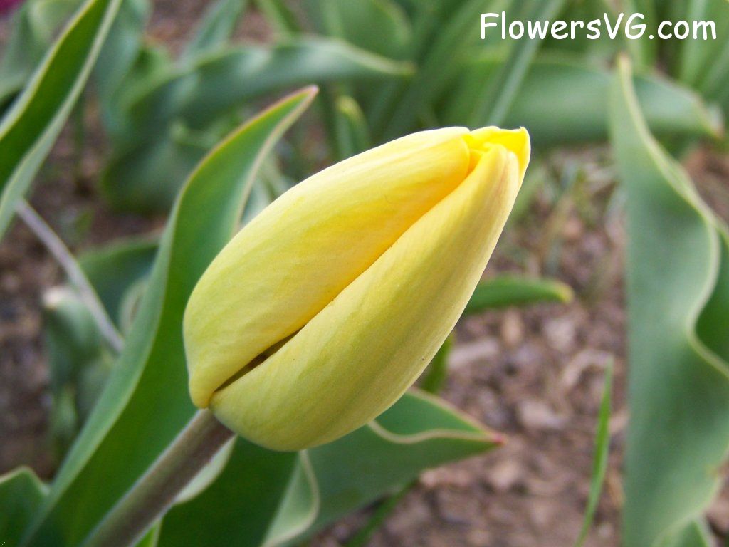 tulip flower Photo abflowers2469.jpg