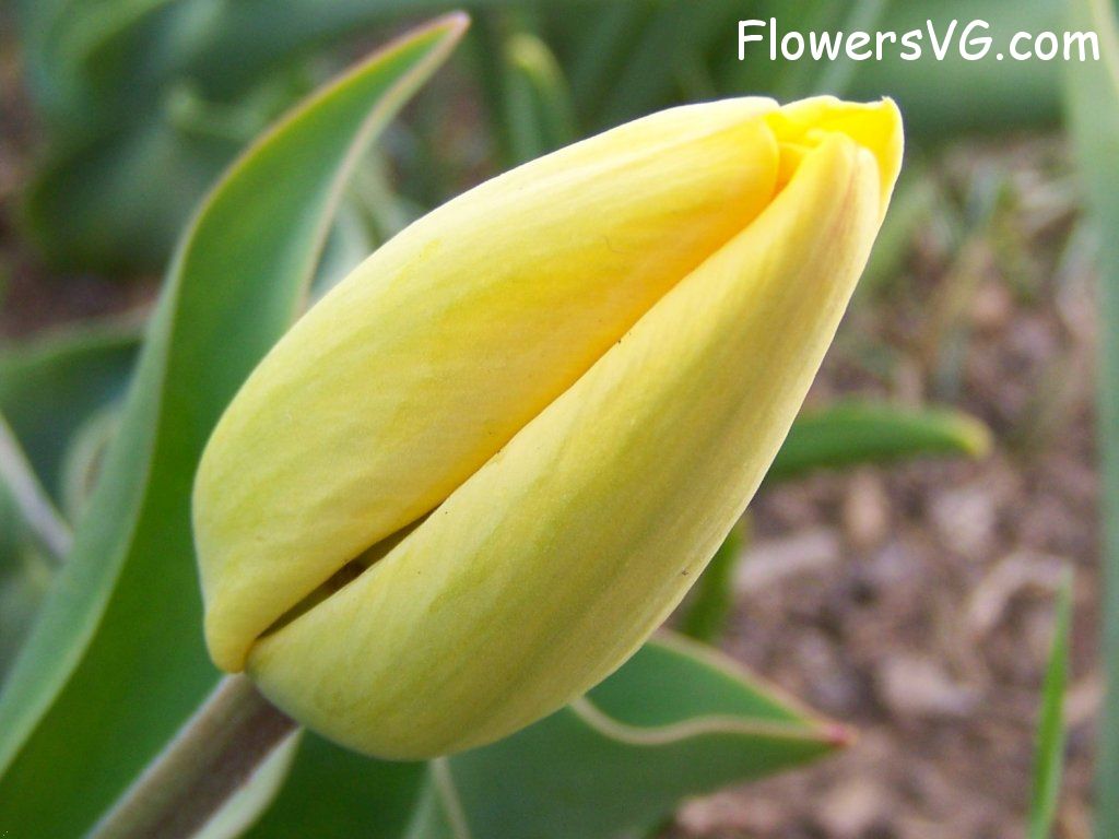 tulip flower Photo abflowers2470.jpg
