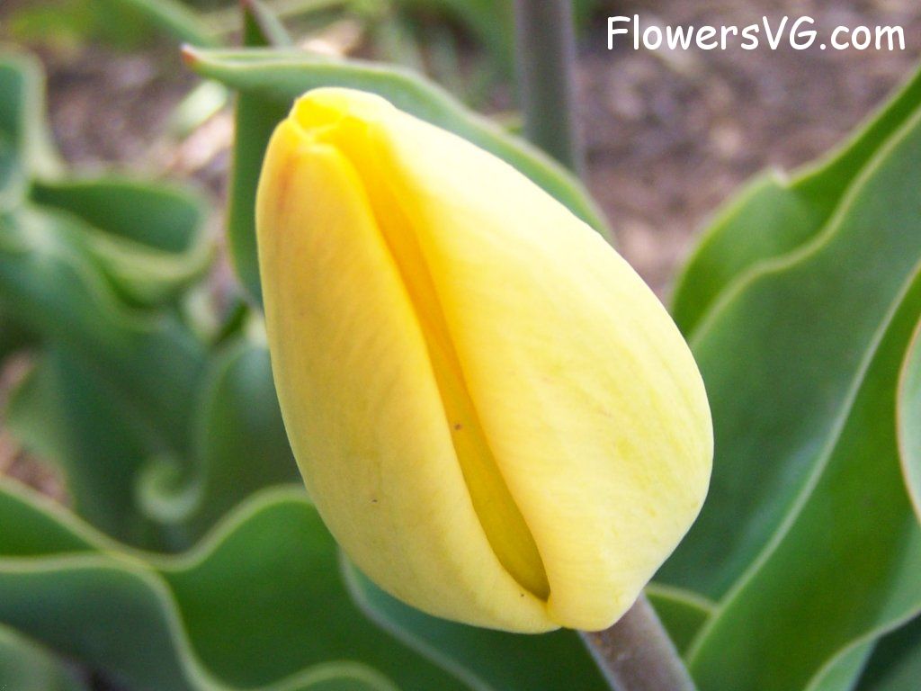 tulip flower Photo abflowers2472.jpg