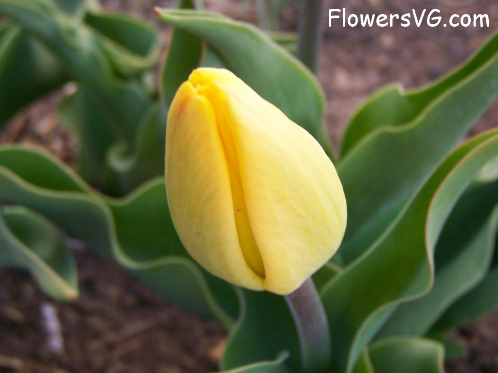 tulip flower Photo abflowers2473.jpg