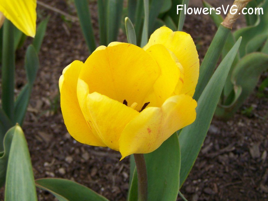 tulip flower Photo abflowers2474.jpg