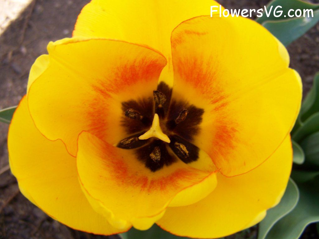tulip flower Photo abflowers2475.jpg