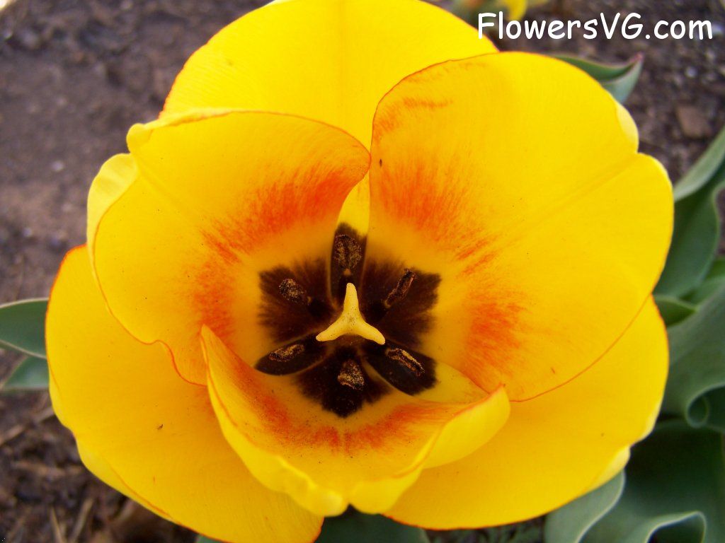 tulip flower Photo abflowers2476.jpg