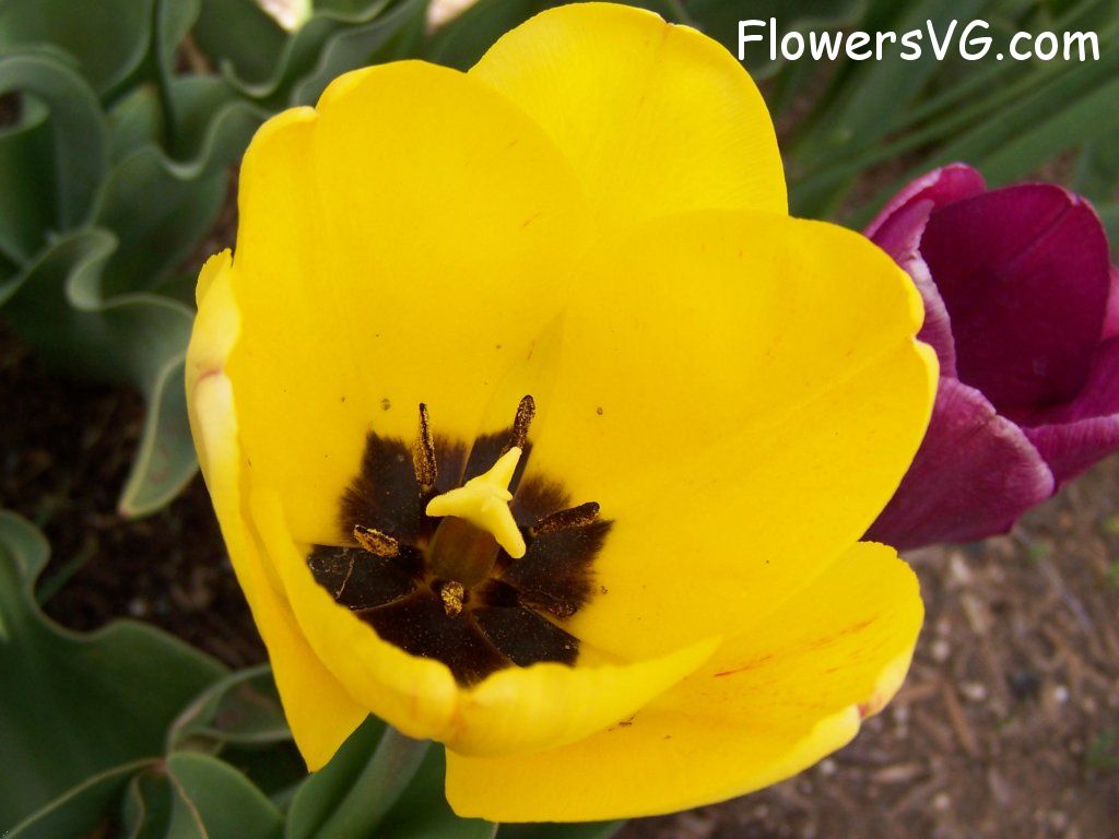 tulip flower Photo abflowers2527.jpg