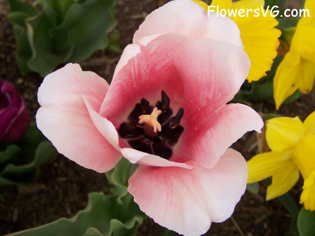 tulip flower Photo abflowers2529.jpg