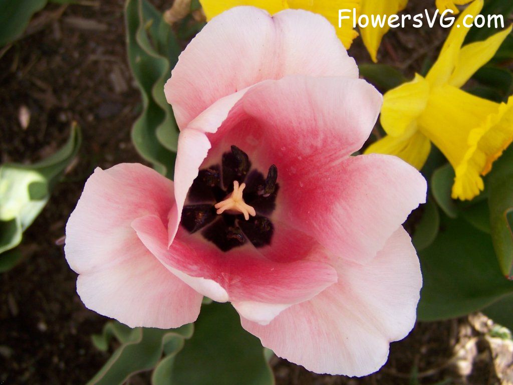 tulip flower Photo abflowers2530.jpg