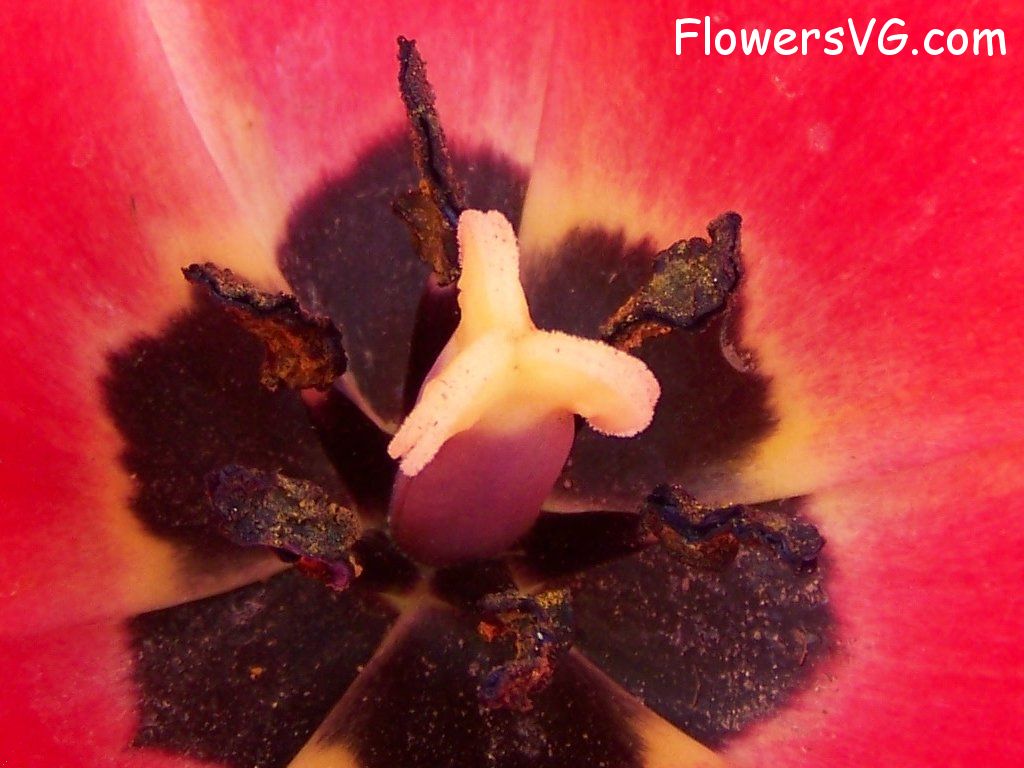 tulip flower Photo abflowers2533.jpg