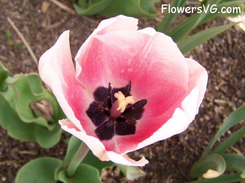 tulip flower Photo abflowers2535.jpg