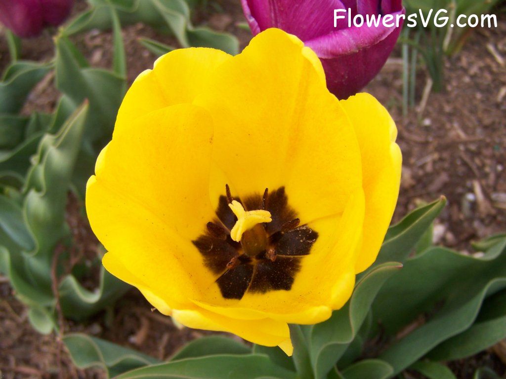 tulip flower Photo abflowers2536.jpg