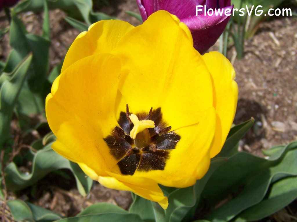 tulip flower Photo abflowers2537.jpg