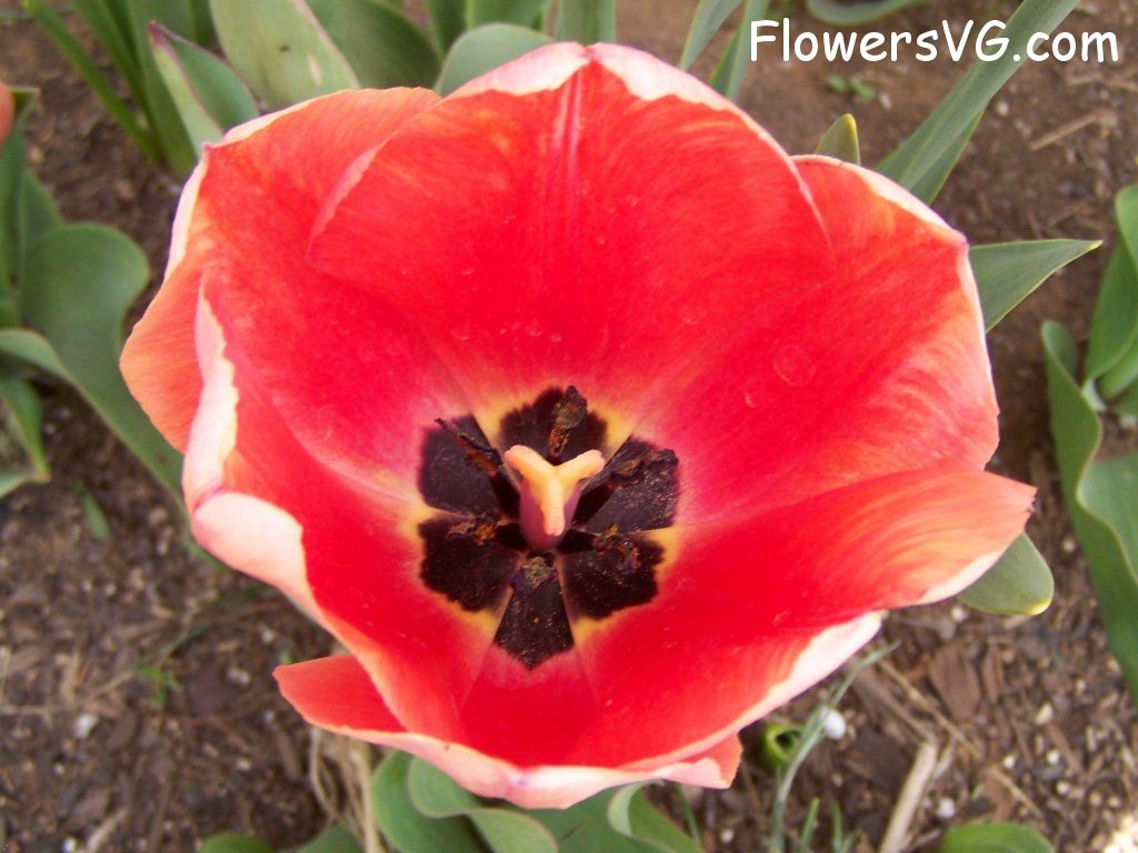 tulip flower Photo abflowers2540.jpg