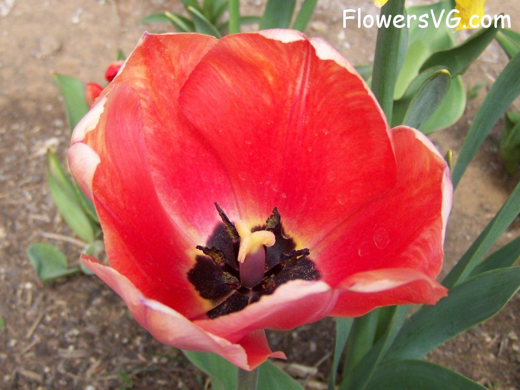 tulip flower Photo abflowers2542.jpg